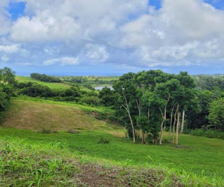 Canefield Lot 8