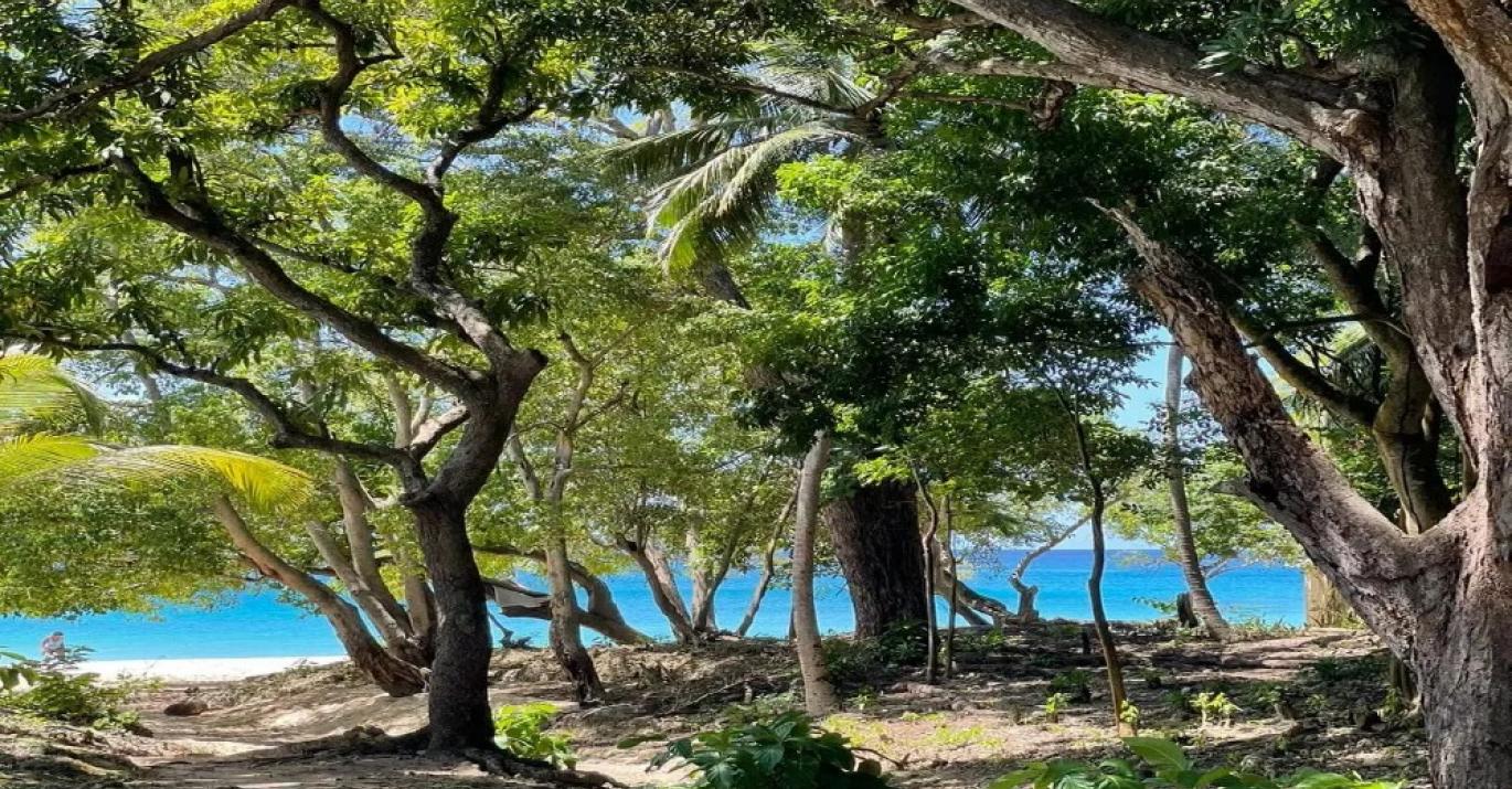 Alora shaded beach