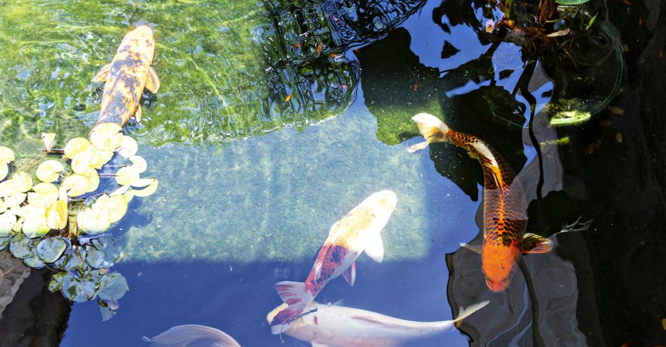 High Cane Koi Fish