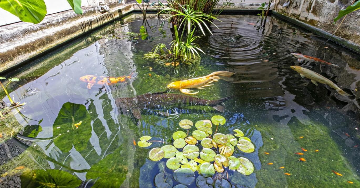 High Cane Koi Pond