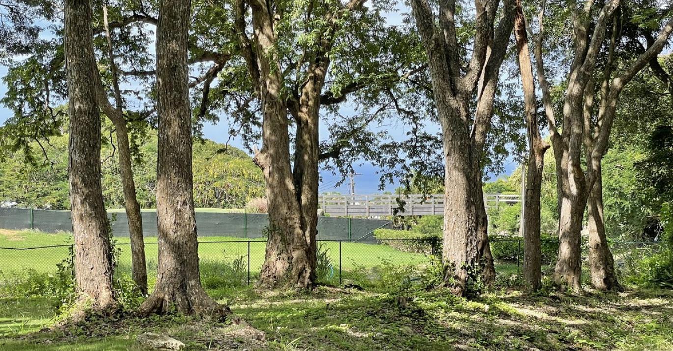 Westmoreland Plantation Sea View Through Mahogany Grove