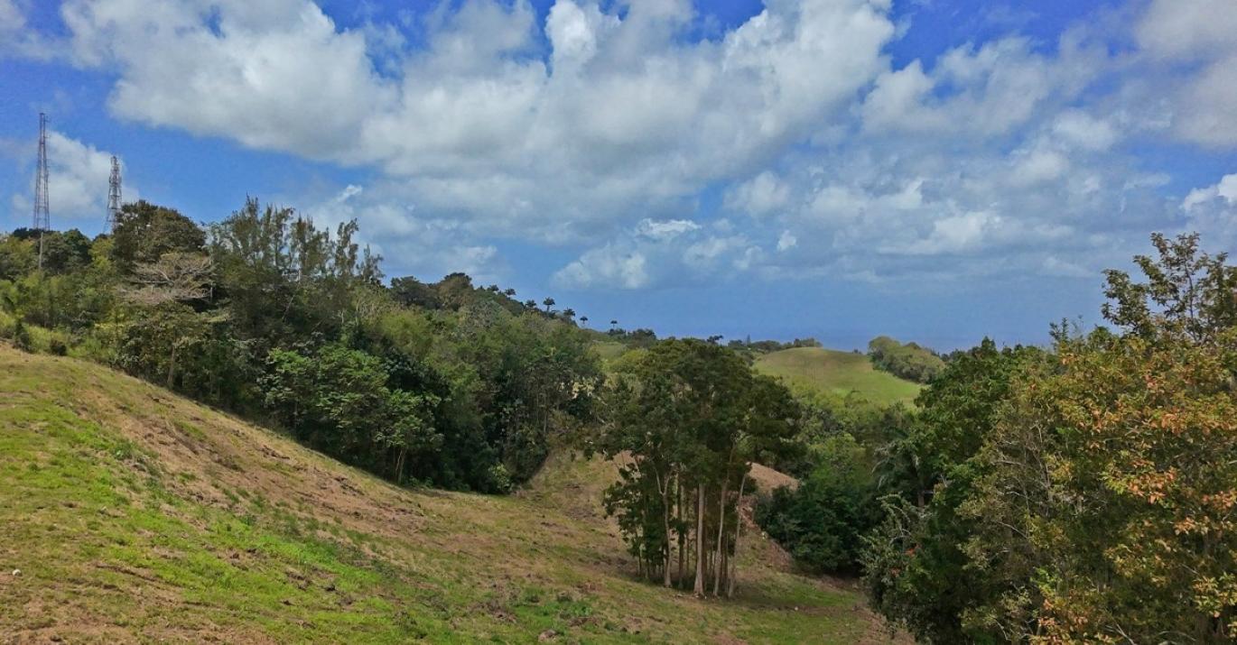 canefield 8 natural beauty