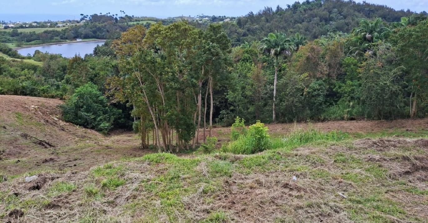 canefield 8 panoramic views