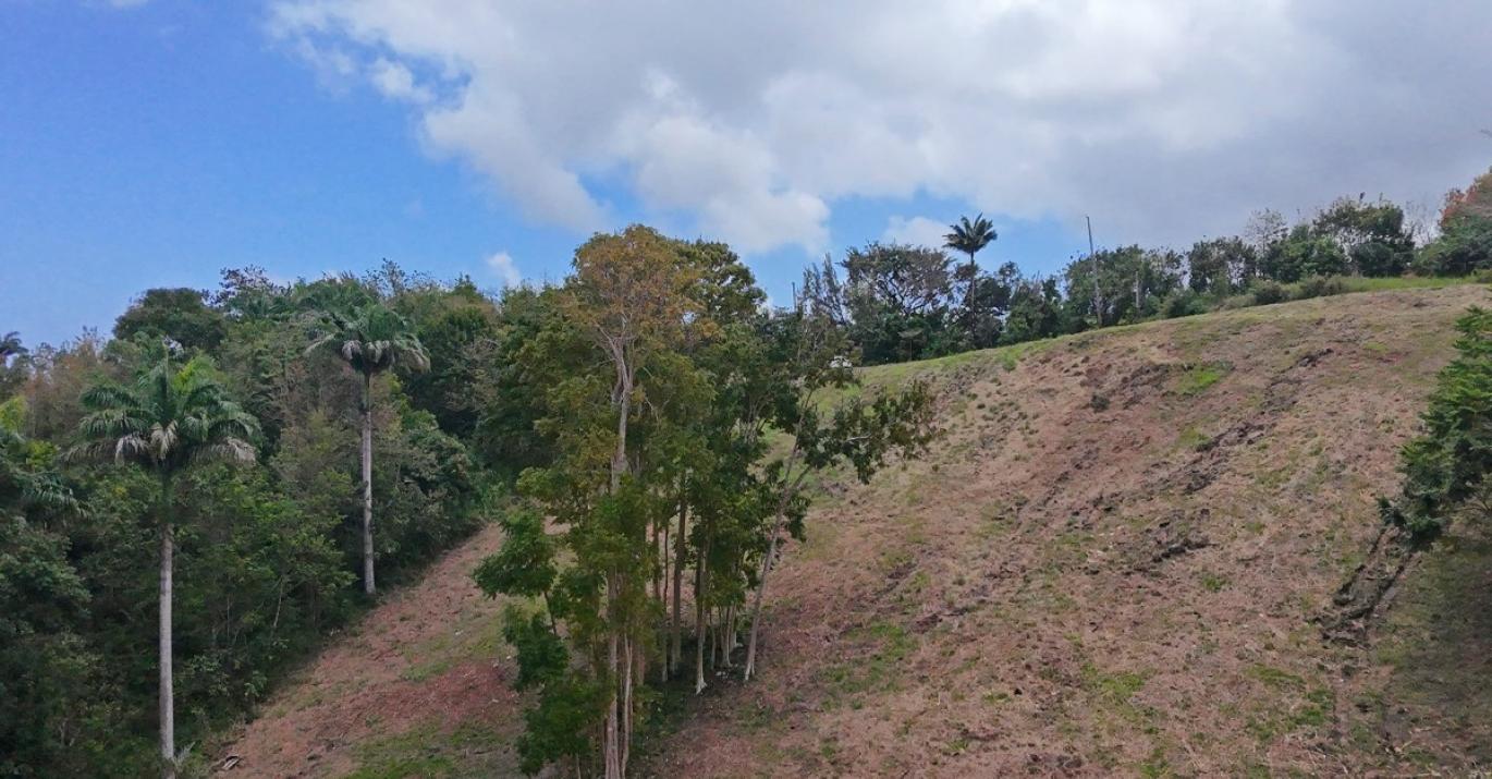 canefield 8 sloping land