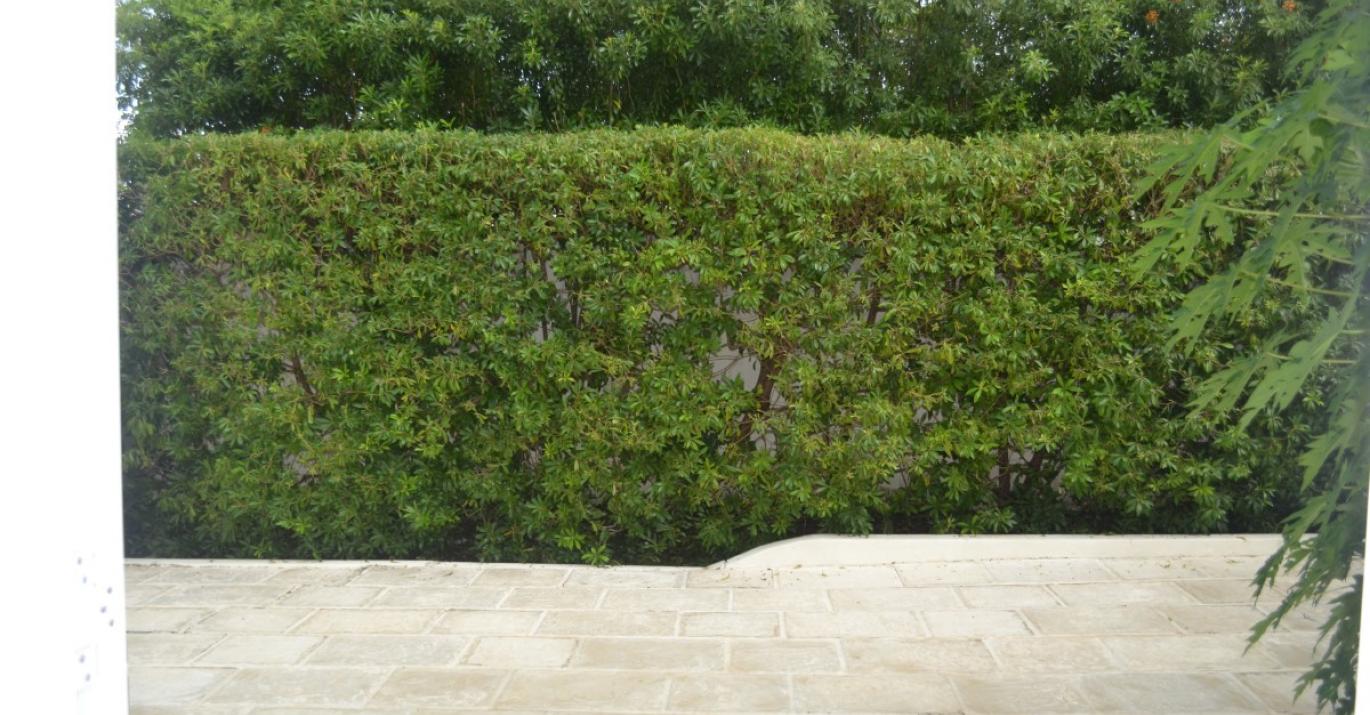 kasaka paved backyard